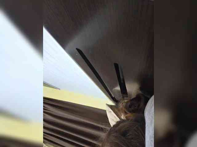 FLUFFY_BEAUTY webcam