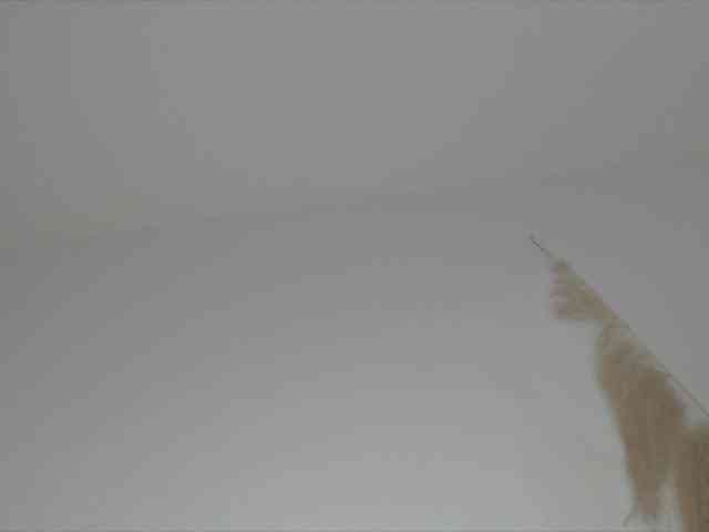 Trissabenson webcam
