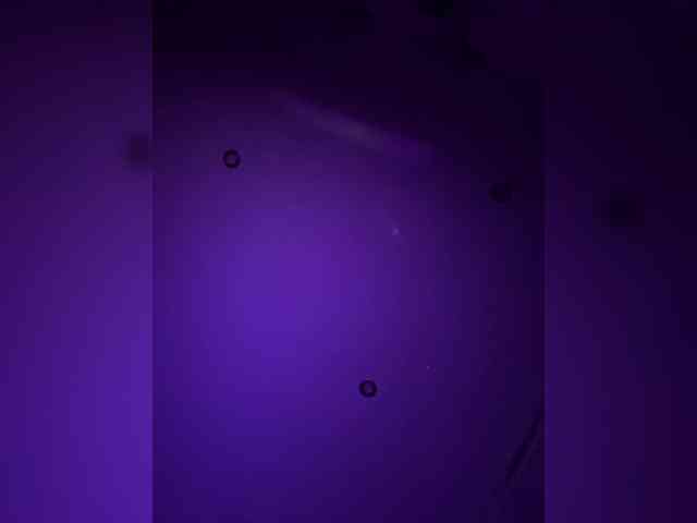 leila17 webcam