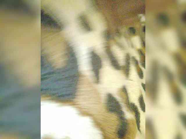 _Toxic_Tiger_