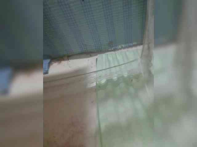 princillah1 webcam