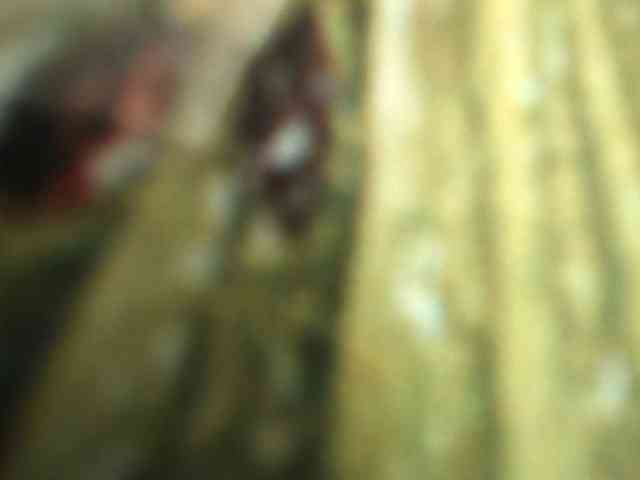 berry252 webcam