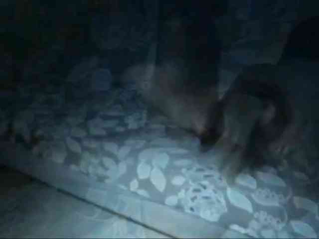 DiaFoxi webcam