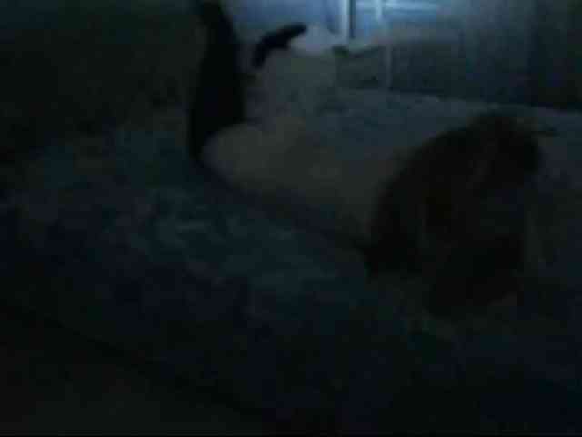 DiaFoxi webcam