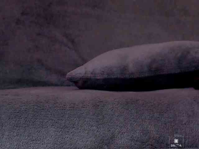 DiaFoxi webcam