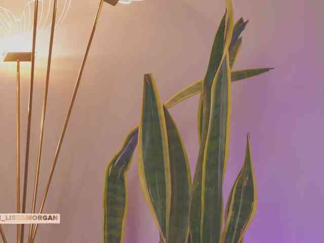 LissaMorgan webcam