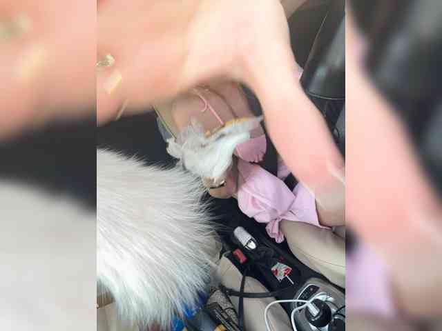 GoldPussy69 webcam
