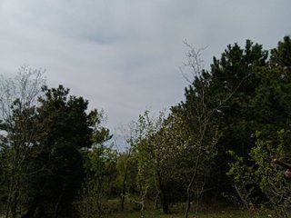 ___Pypsiki___