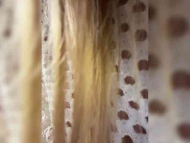 _bulcka_