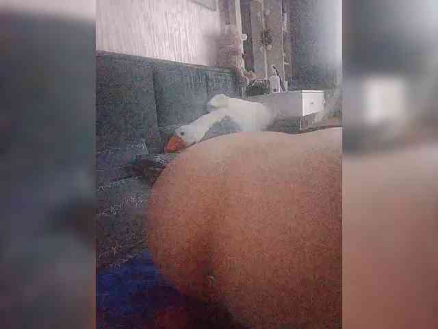 Koshecka77 webcam