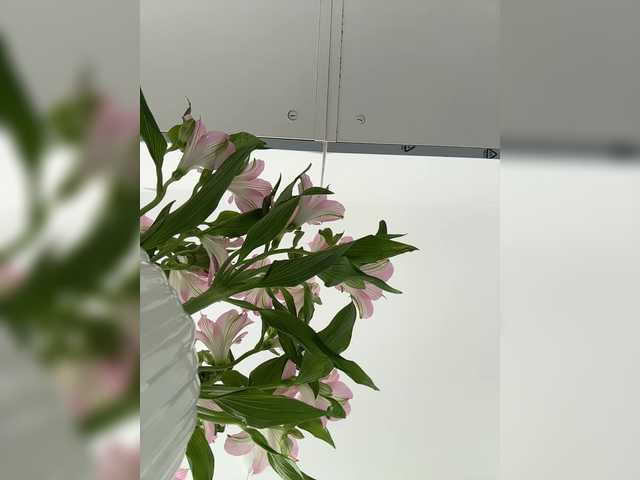 Kiss-krisss live cam on BongaCams