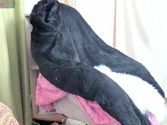 Squirrel-on-the-Bong webcam