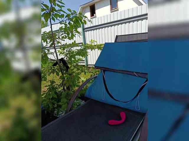 Angelia22 webcam