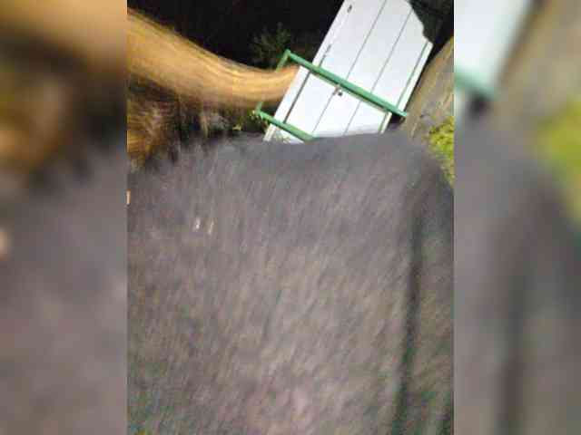 Модель: Angelia22