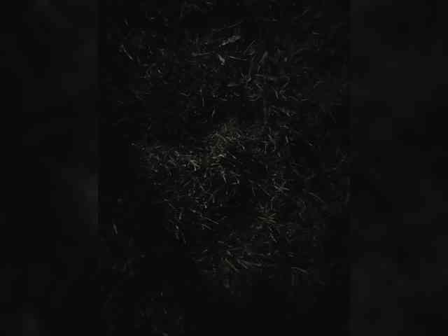 Angelia22 webcam
