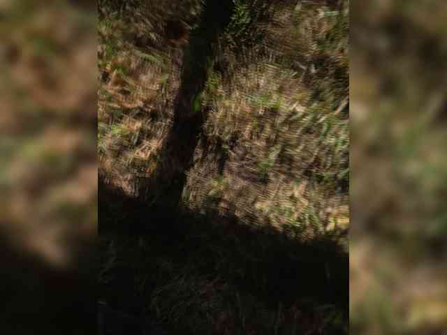 Angelia22