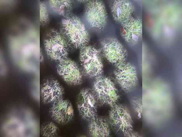 Angelia22