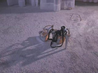AmyArmstrong Porn Show