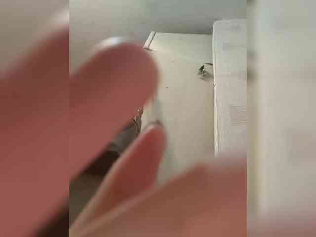 Violet-gold Live Webcam on BongaCams