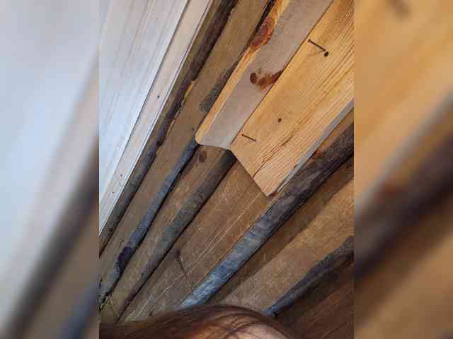 DariMneLubov webcam