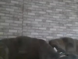 CerdAyaz Porn Show