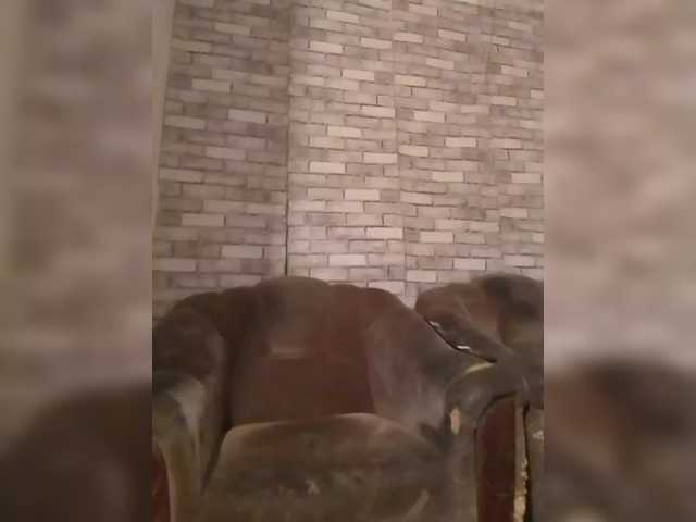 CerdAyaz's BongaCams show and profile