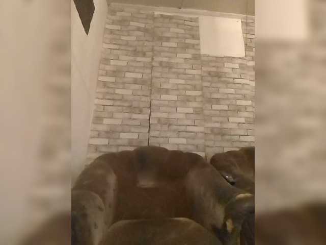 CerdAyaz live cam on BongaCams