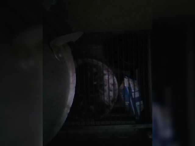 CerdAyaz live webcam show