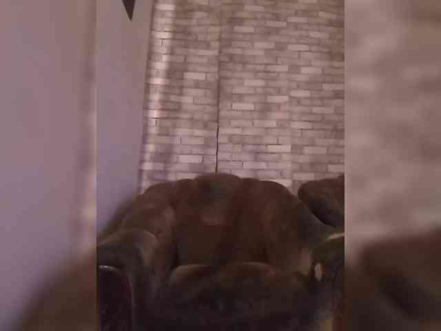 CerdAyaz webcam