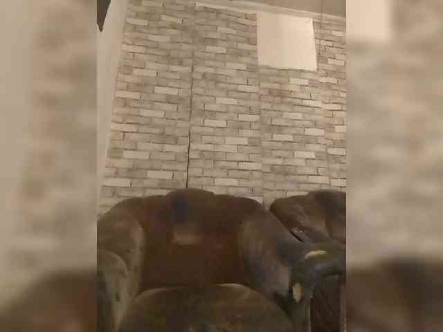CerdAyaz webcam