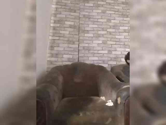 CerdAyaz webcam