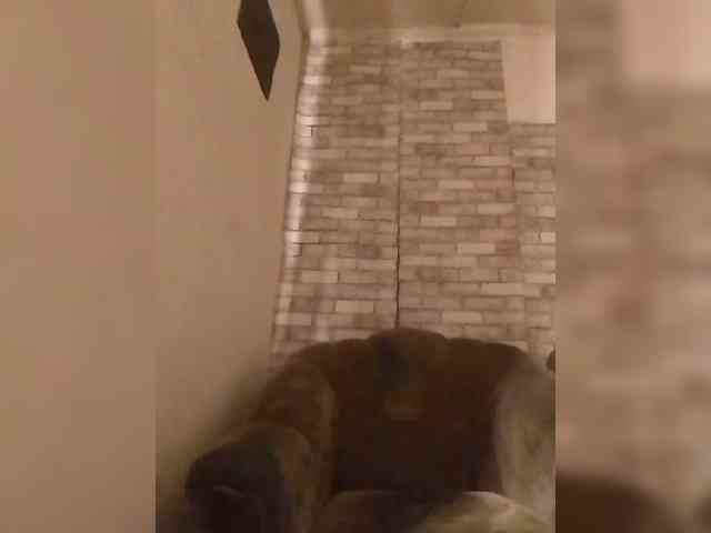 CerdAyaz webcam