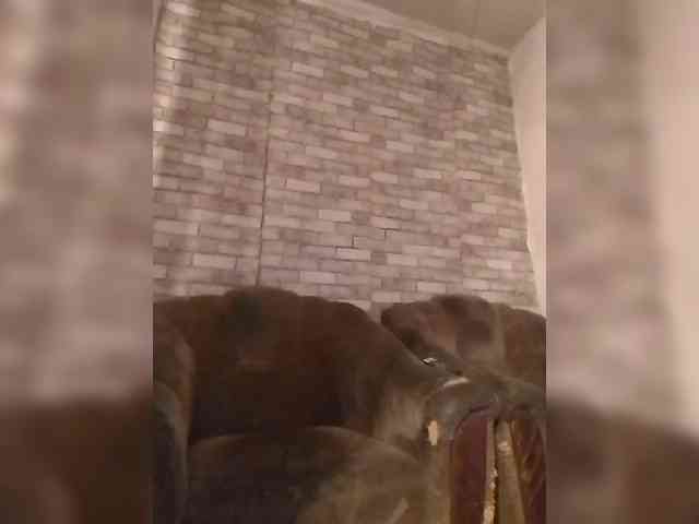 CerdAyaz webcam