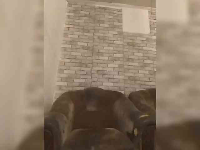 CerdAyaz webcam