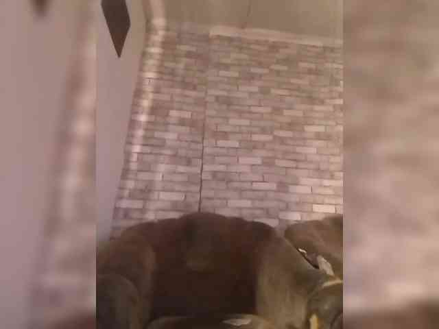 CerdAyaz webcam
