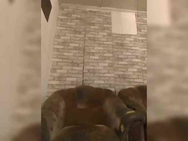 CerdAyaz webcam