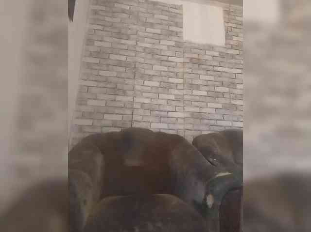 CerdAyaz webcam