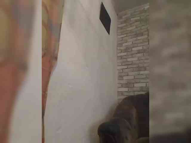 CerdAyaz webcam