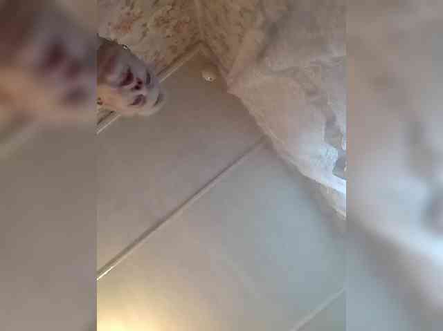 CerdAyaz webcam