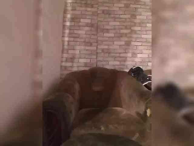 CerdAyaz webcam