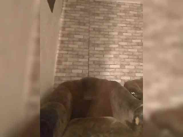 CerdAyaz webcam