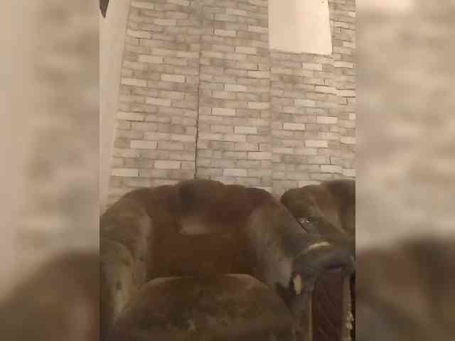 CerdAyaz webcam