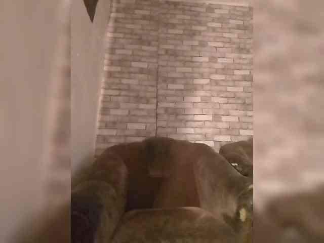 CerdAyaz webcam