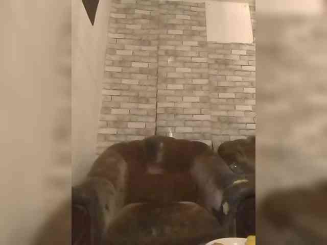 CerdAyaz webcam