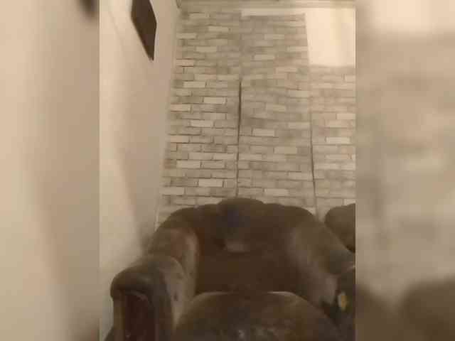CerdAyaz webcam