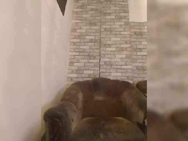 CerdAyaz webcam