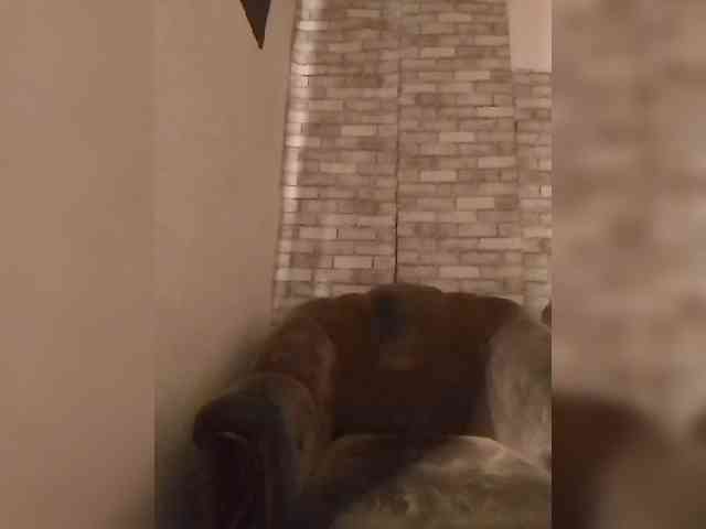 CerdAyaz webcam