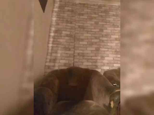 CerdAyaz webcam