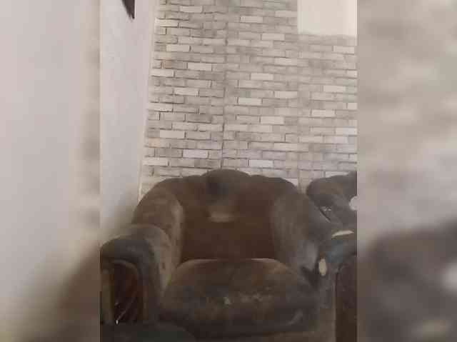 CerdAyaz webcam