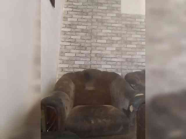 CerdAyaz webcam